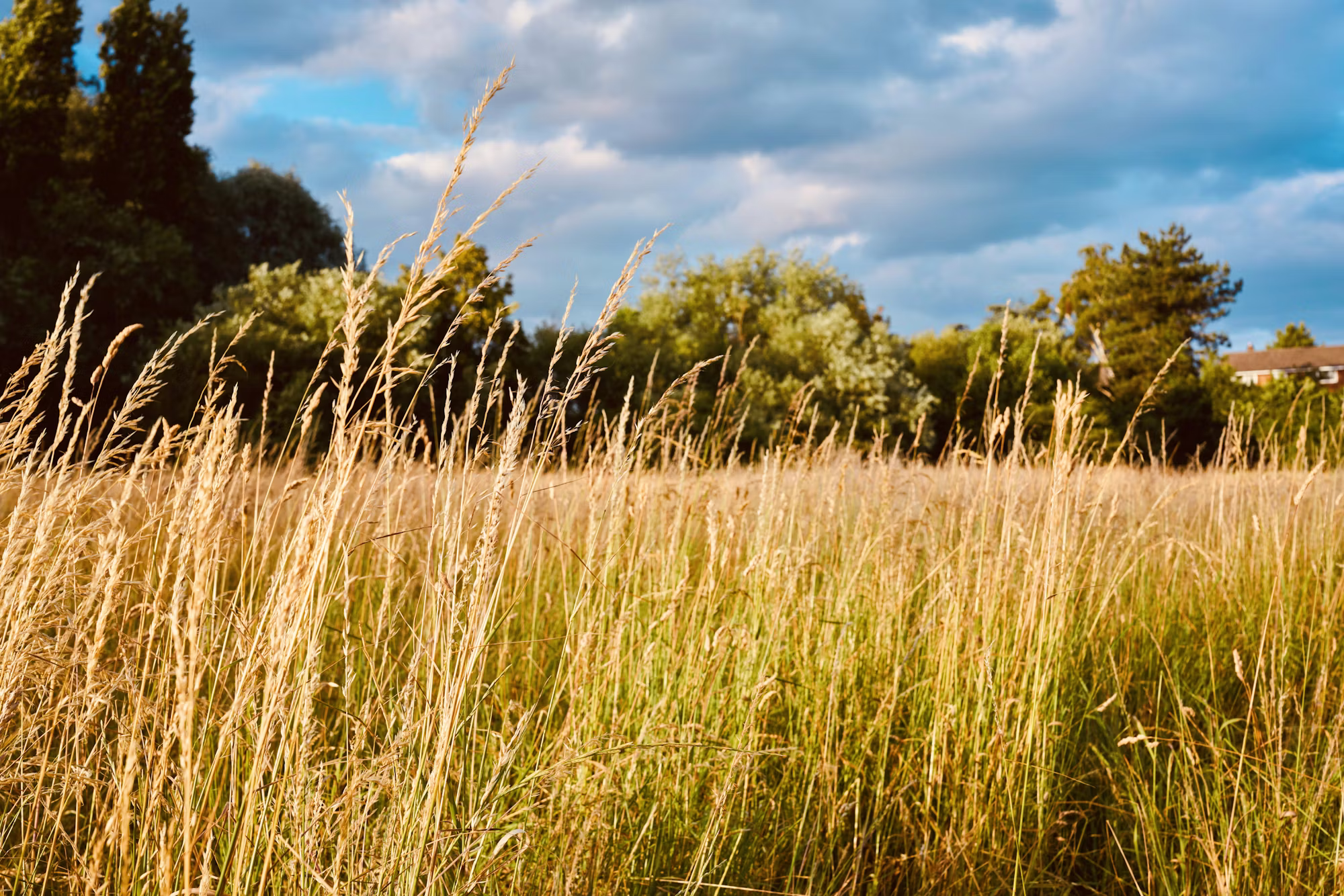 Embracing Plant-Based Eating: A Guide to Health and Sustainability